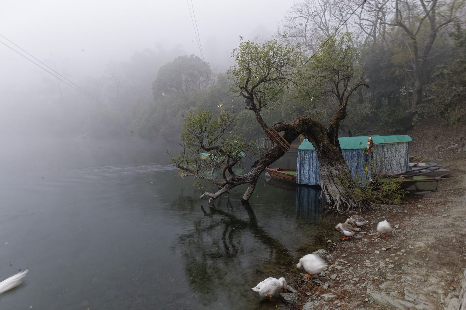 Mango tree agroforestry canopy in Bhimtal, providing shade for aquaculture grow-out tanks