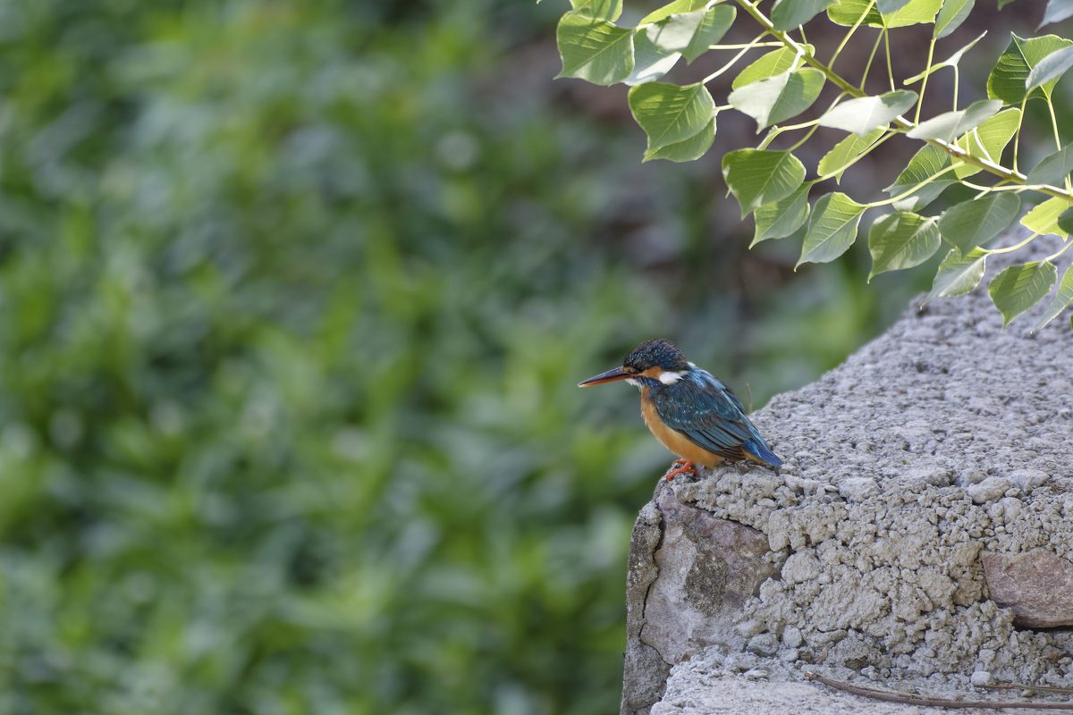 White-throated Kingfisher