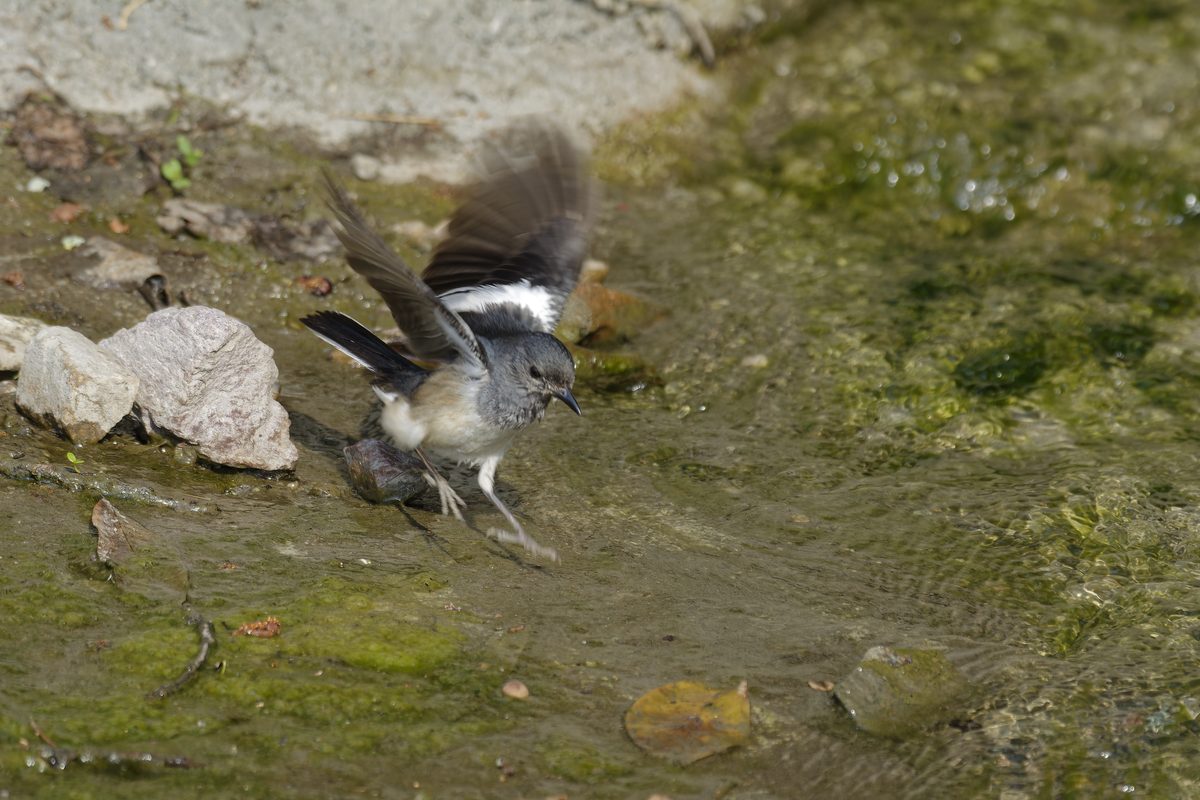 Oriental Magpie-Robin