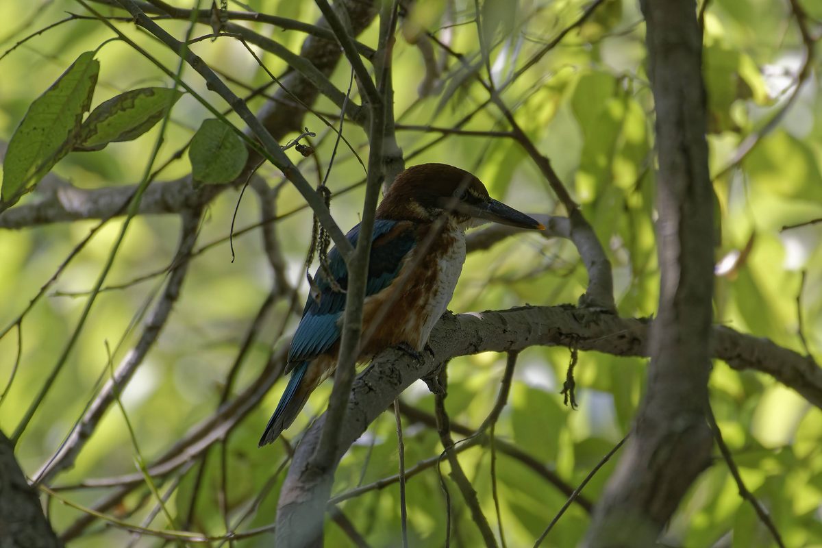 White-throated Kingfisher - Close-up highlighting massive crimson bill and white throat shield