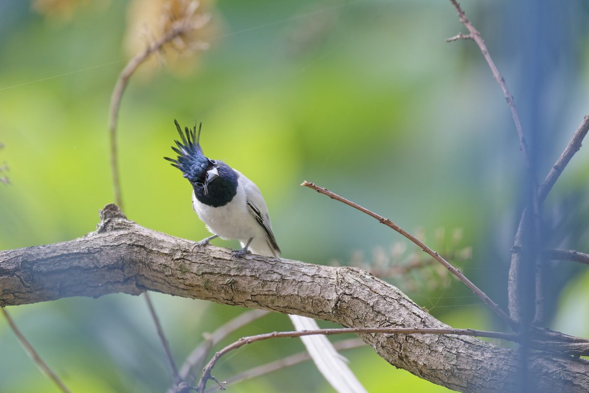 Flycatcher - Photo detail 2