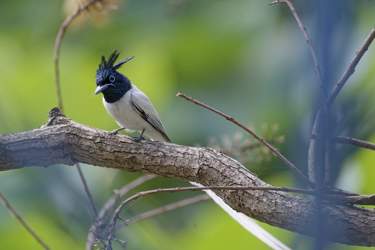 Flycatcher - Photo detail 3