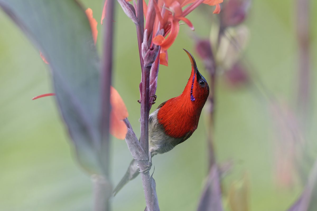Crimson Sunbird