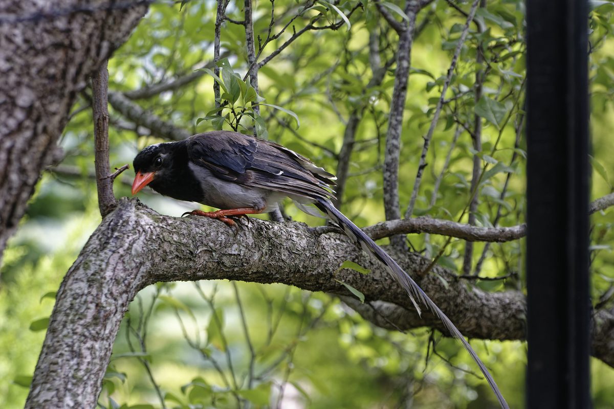 Red-billed Blue Magpie