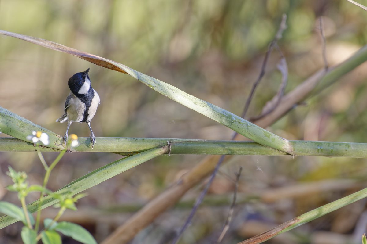 Black-throated Bushtit
