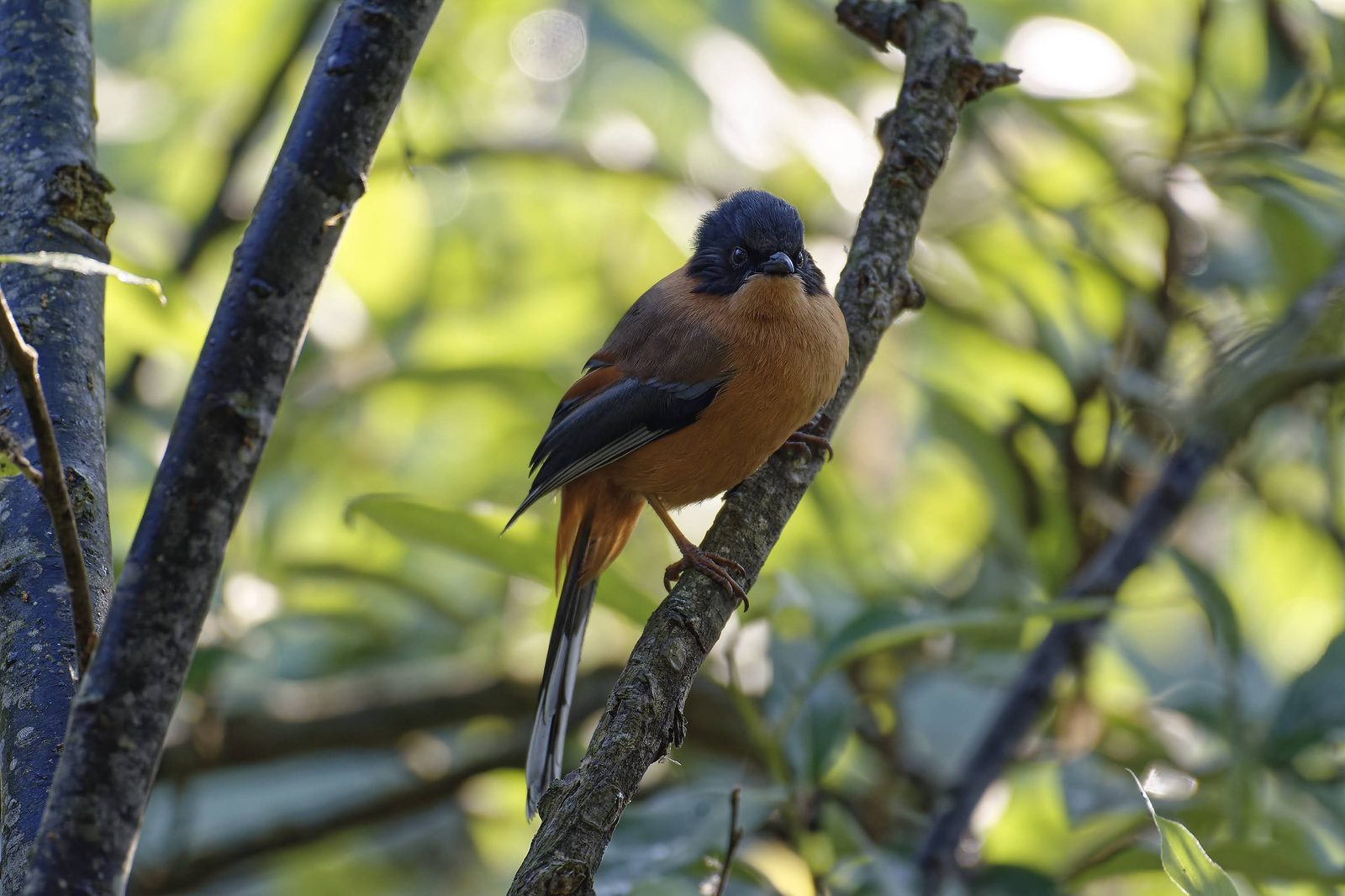 Rufous Sibia in the canopy, seen from behind