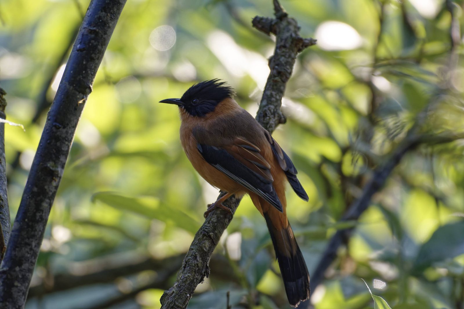 Rufous Sibia with crest raised