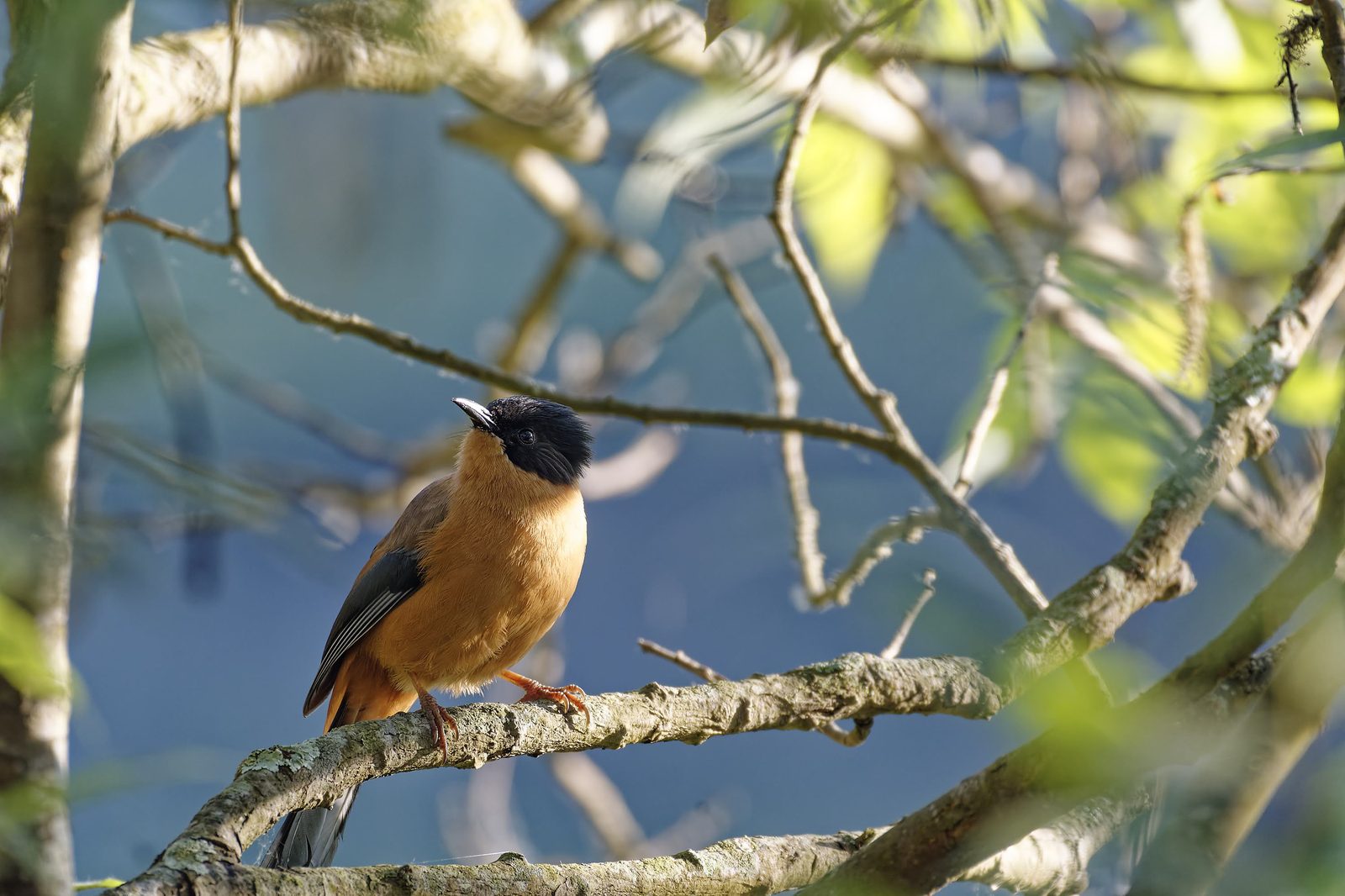 Rufous Sibia