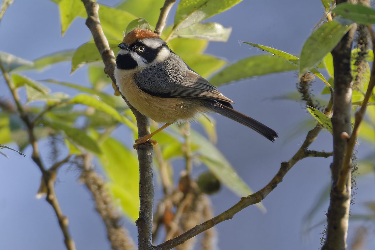 Black-throated Bushtit