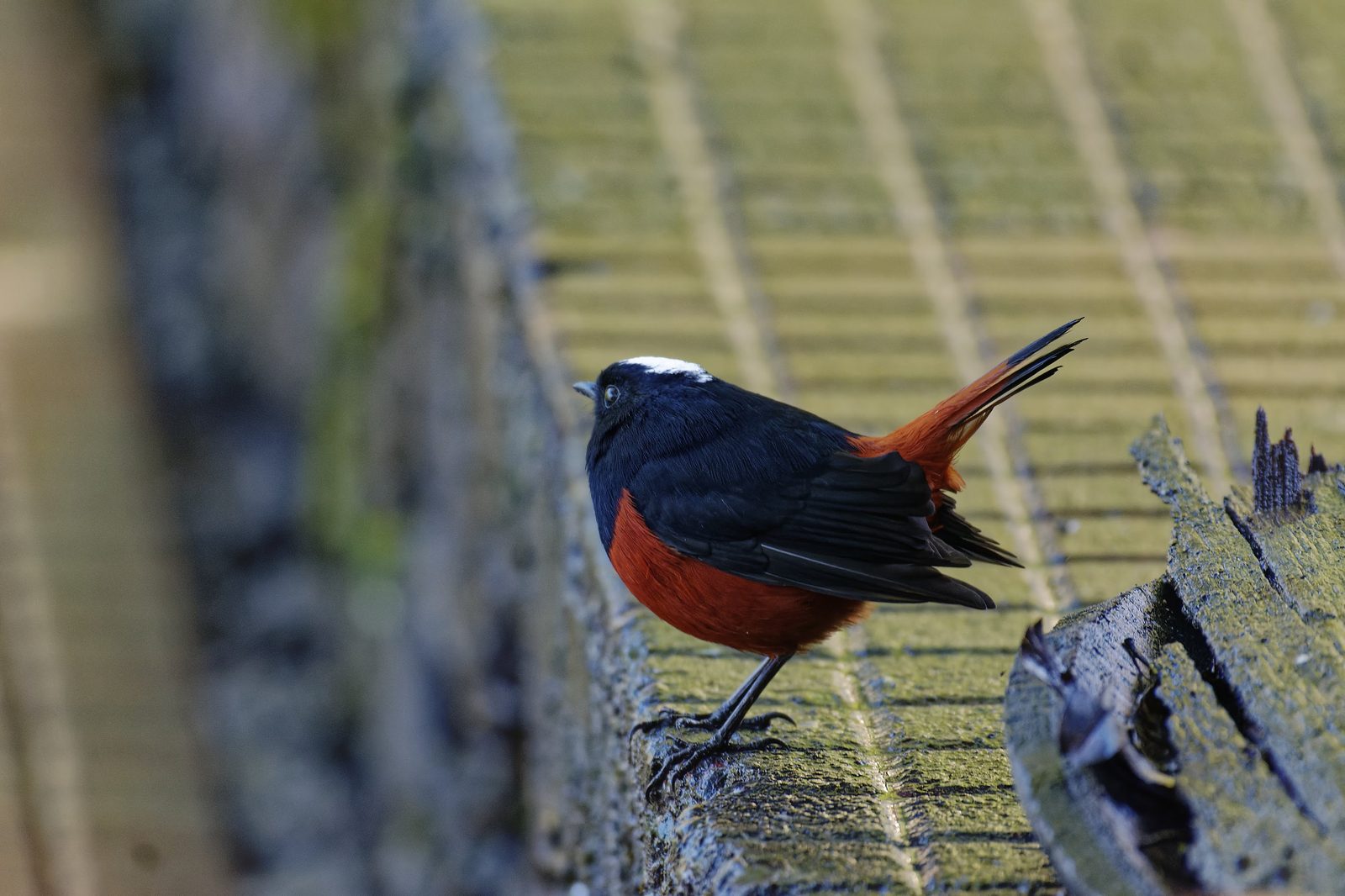 Male White-capped Redstart on a rooftop