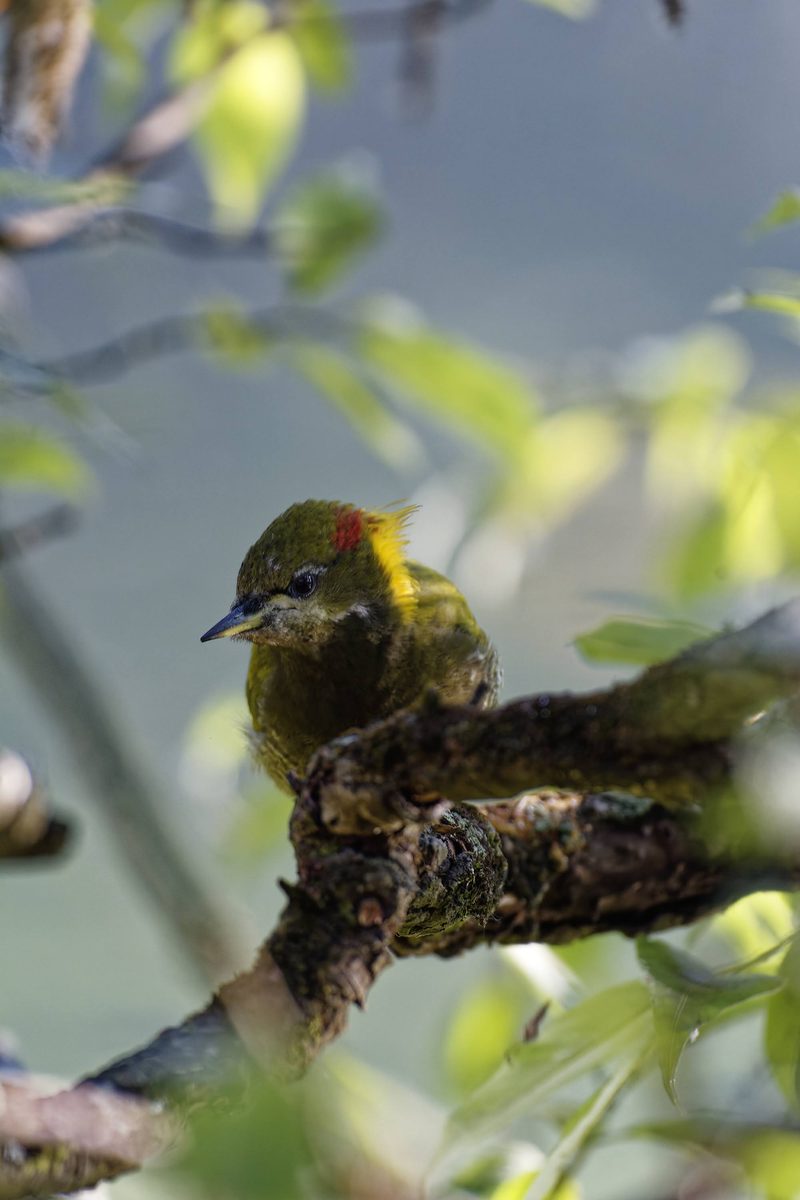 Lesser Yellownape