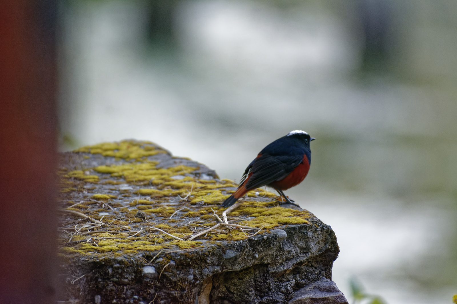 Male White-capped Redstart on a mossy rock