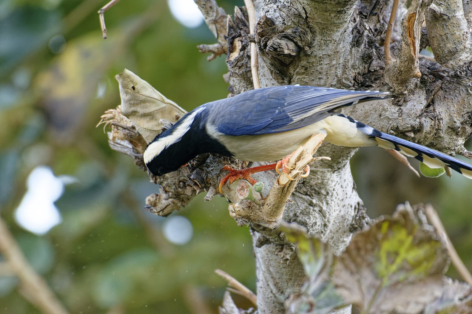 Red-billed Blue Magpie