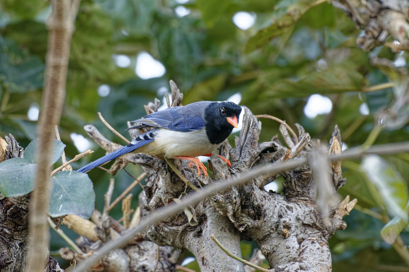 Red-billed Blue Magpie on a mossy branch