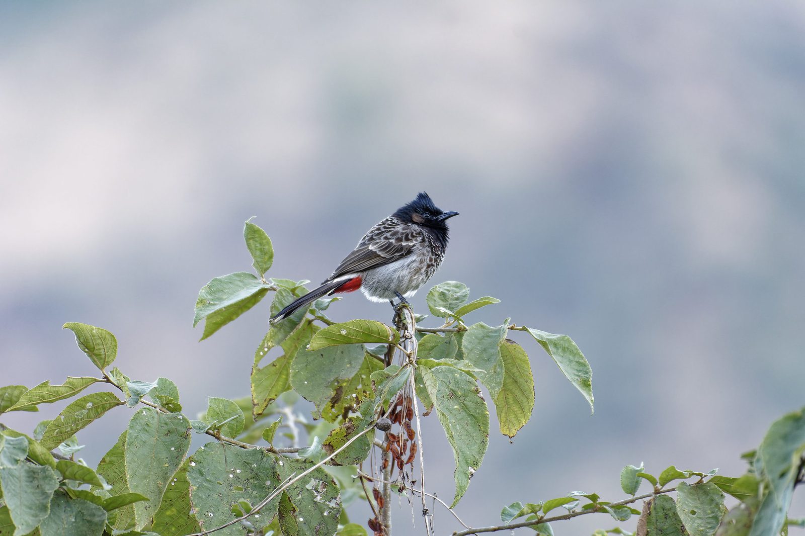 Red-vented Bulbul
