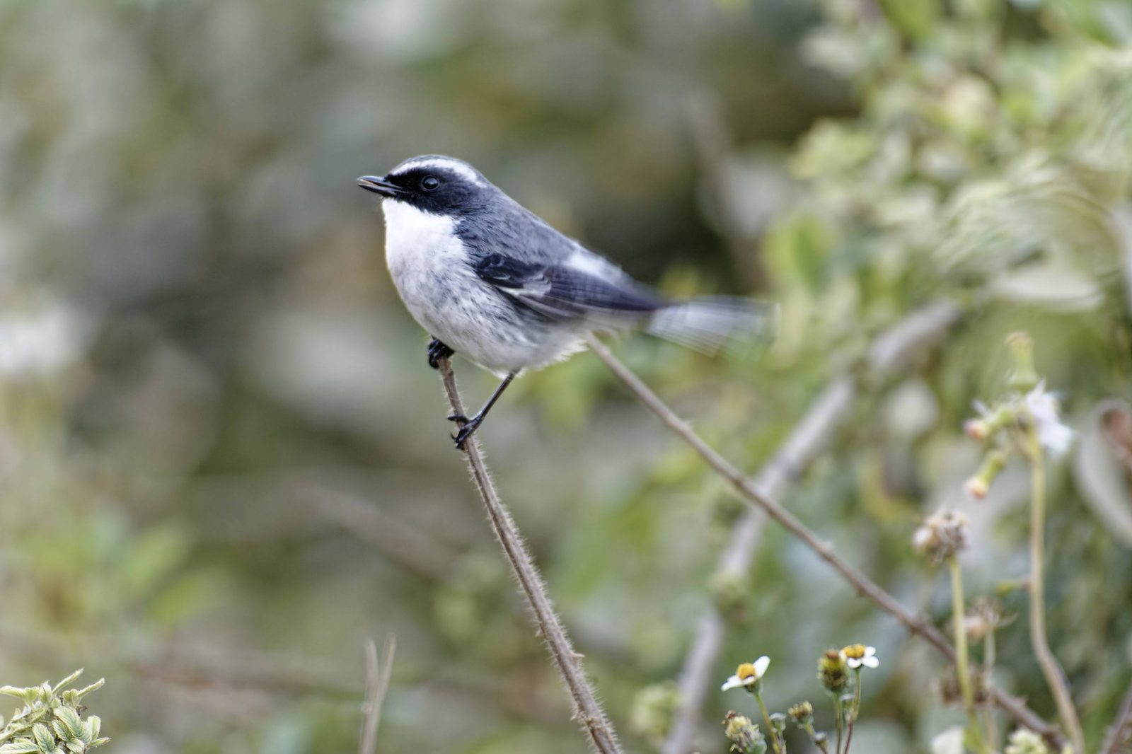 Grey Bushchat