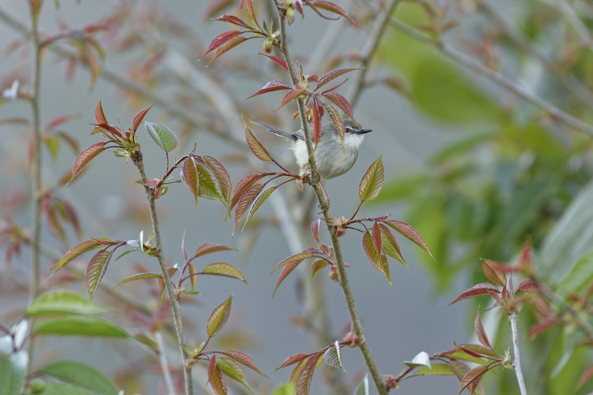 Grey-breasted Prinia