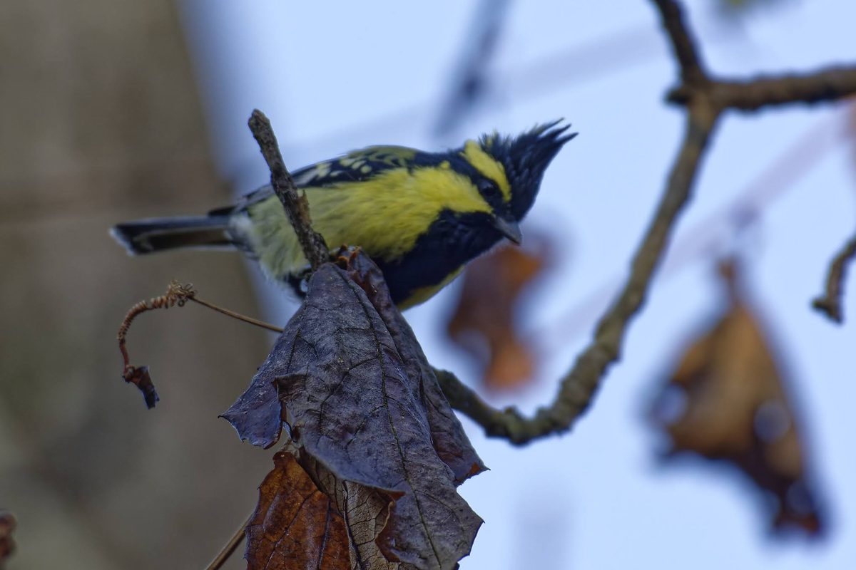 Himalayan Black-lored Tit