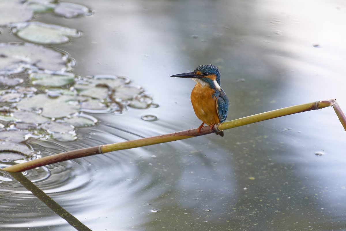 Kingfisher - Photo detail 2