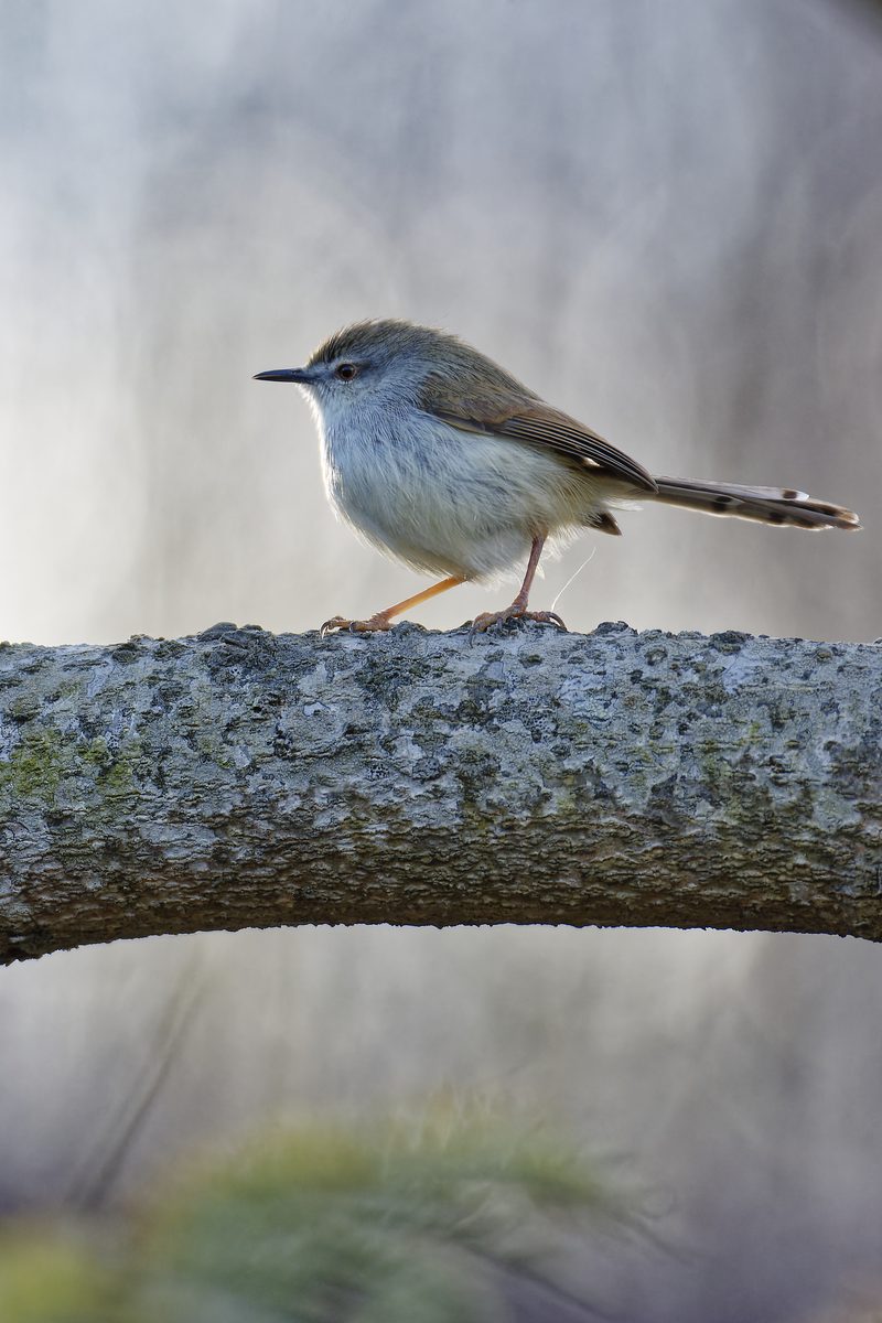 Grey Breasted Prinia - Photo detail 2