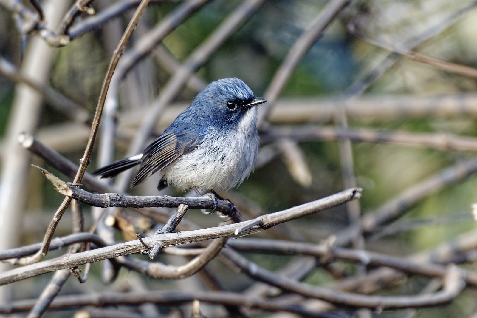 Slaty-blue Flycatcher
