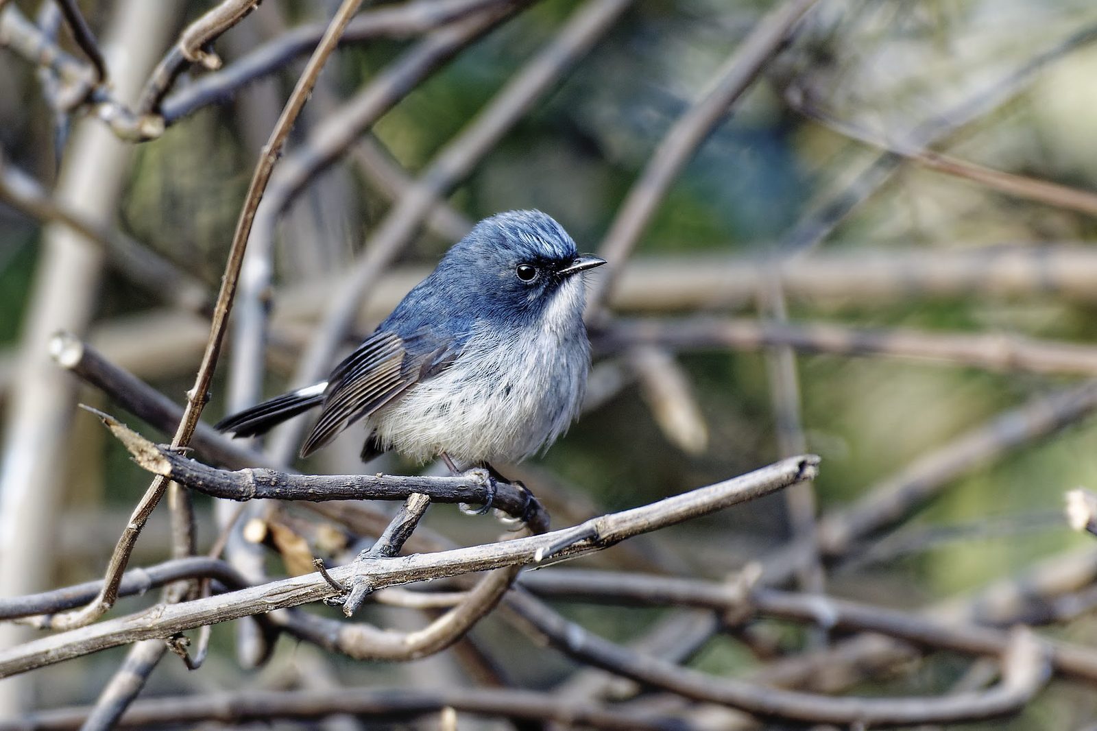 Slaty-blue Flycatcher looking left