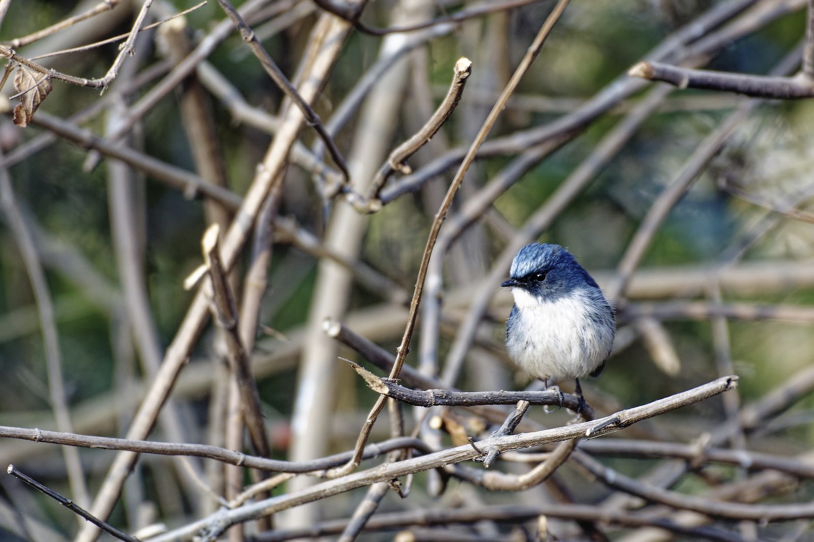 Slaty-blue Flycatcher, view from the front