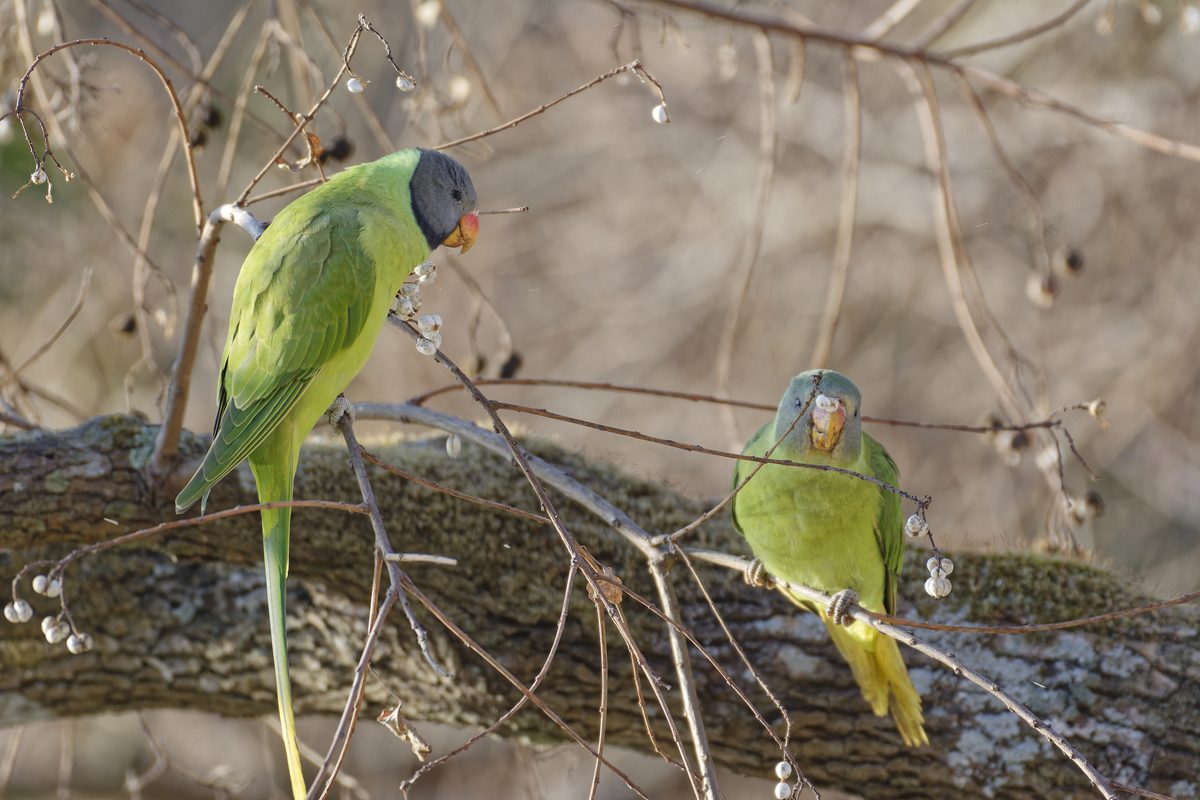 Slaty-headed Parakeet