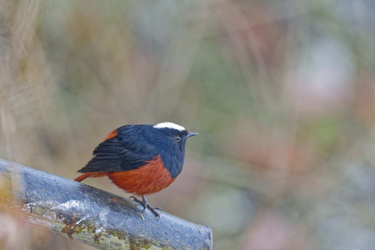 Plumbeous Water Redstart