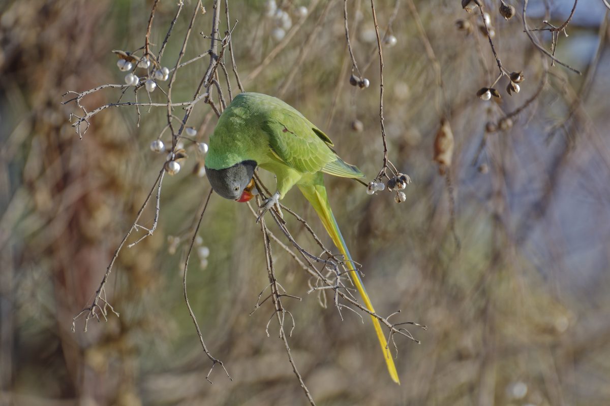 Parakeet - Photo detail 2