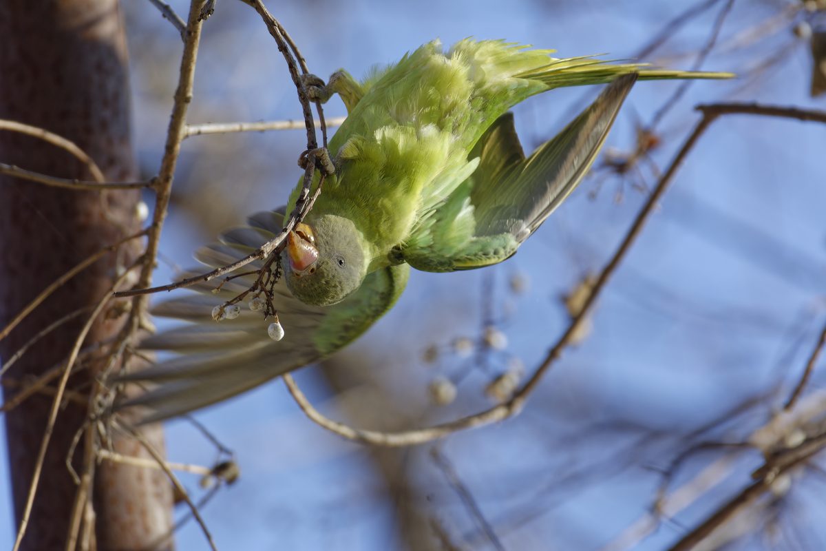 Parakeet - Photo detail 3