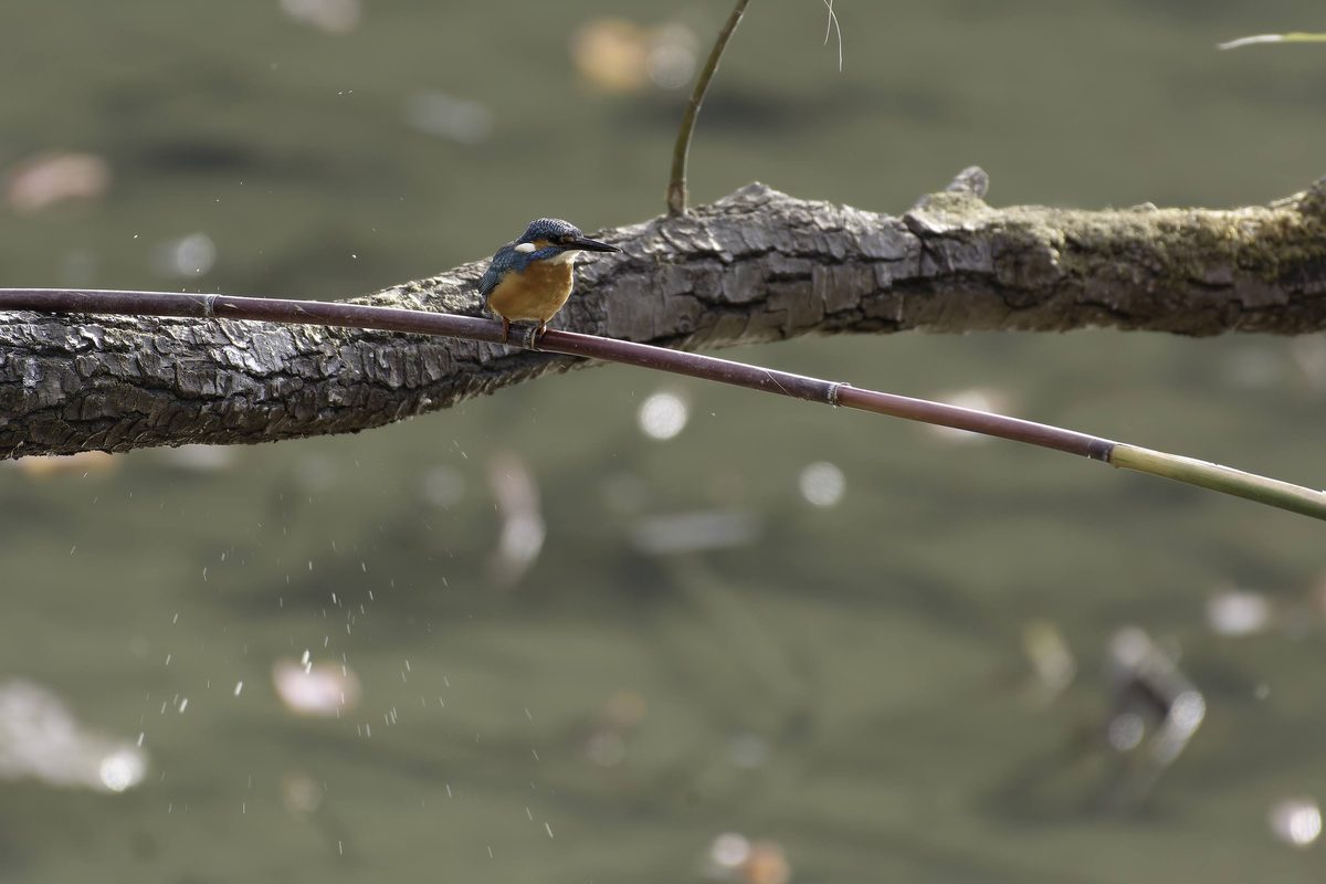 Common Kingfisher - Small, brilliantly colored blue and orange kingfisher spotted near the reed beds