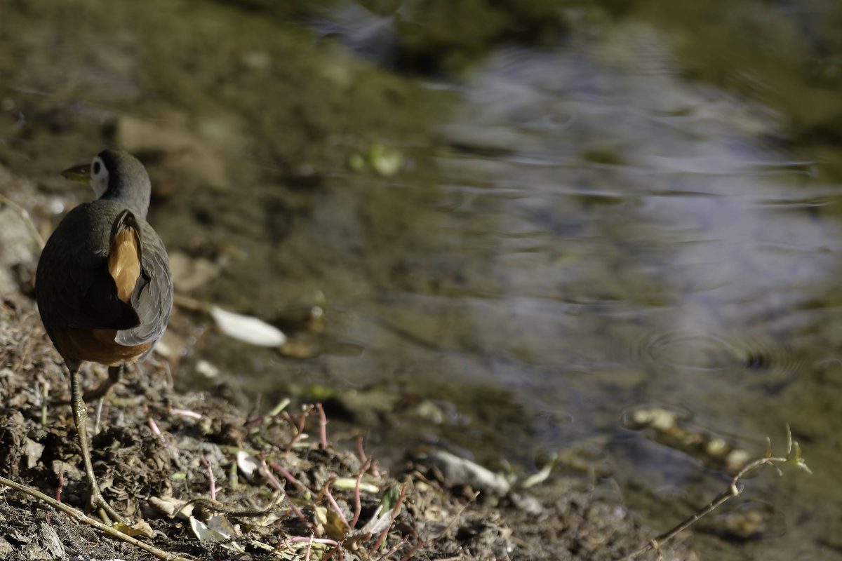 White-breasted Waterhen