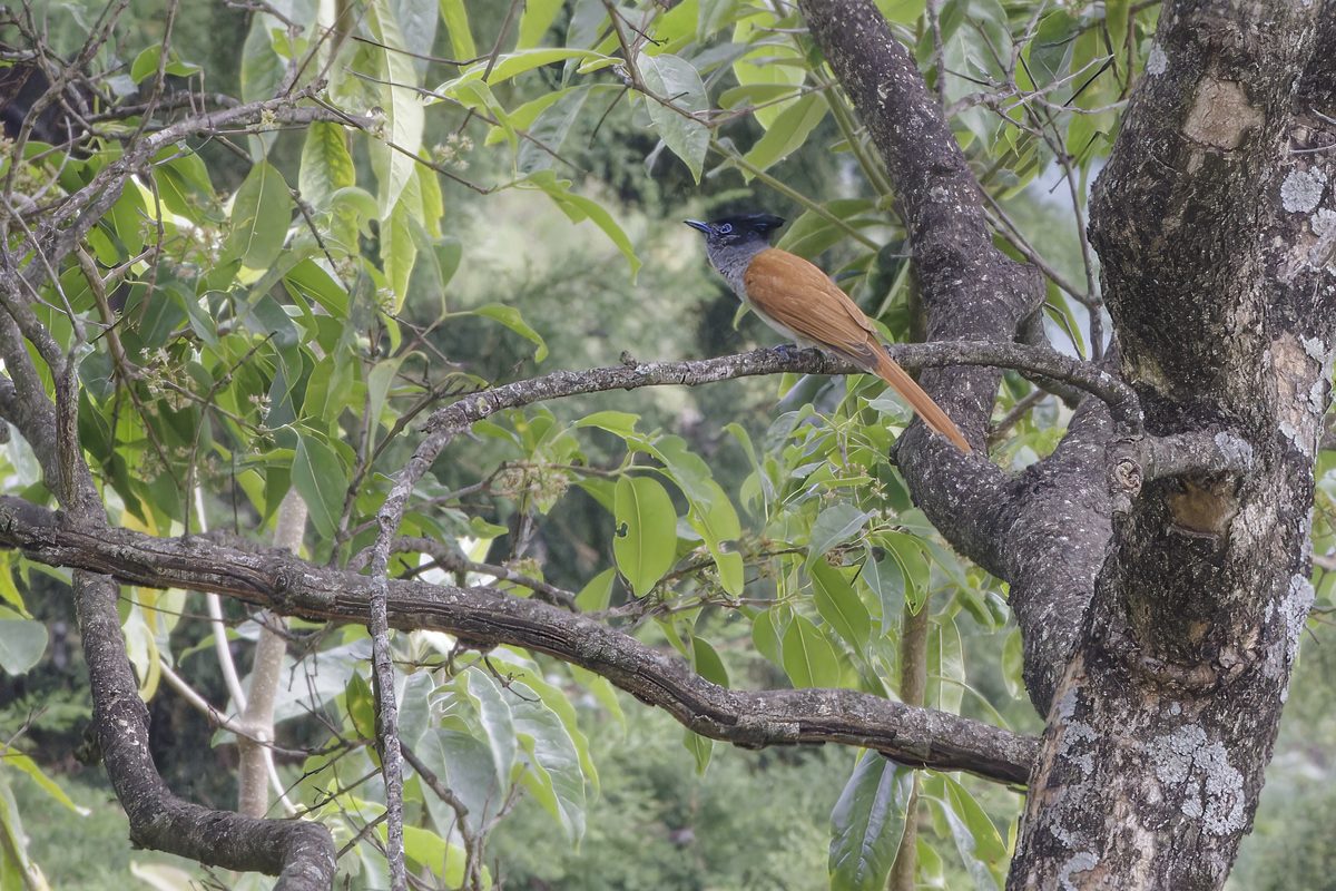 Verditer Flycatcher